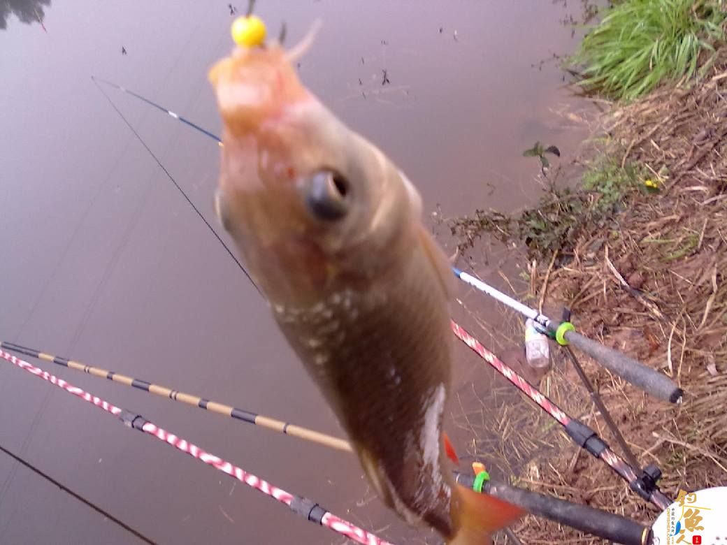 猎渔---约会红鲫 作者：钓过添情