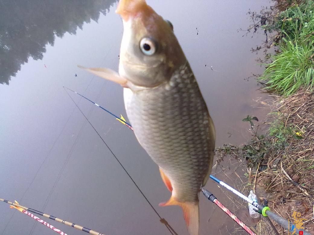 猎渔---约会红鲫 作者：钓过添情