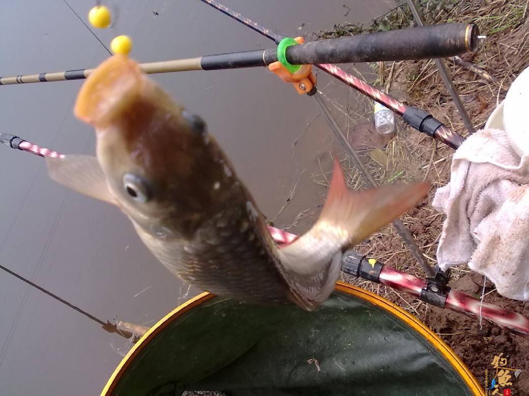 猎渔---约会红鲫 作者：钓过添情