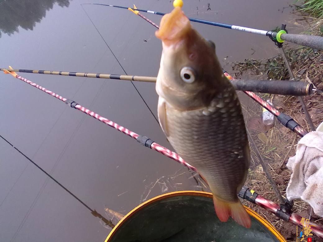 猎渔---约会红鲫 作者：钓过添情