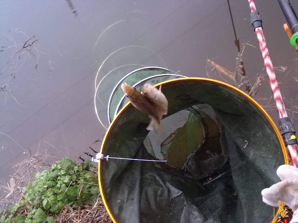 猎渔---约会红鲫 作者：钓过添情