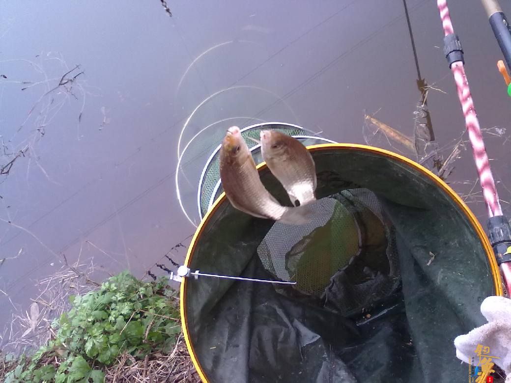 猎渔---约会红鲫 作者：钓过添情