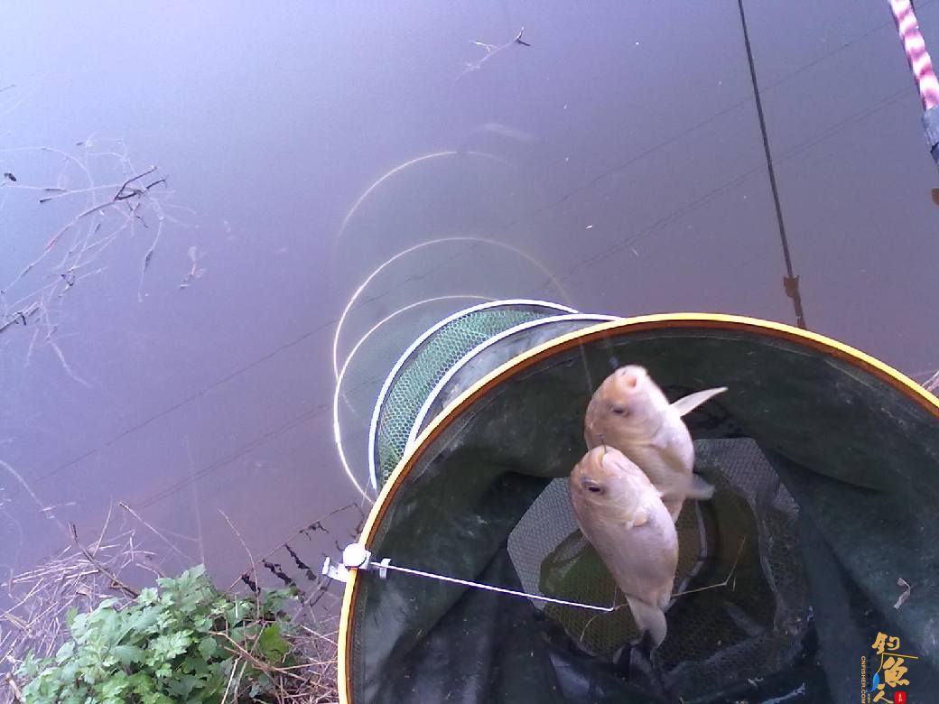 猎渔---约会红鲫 作者：钓过添情