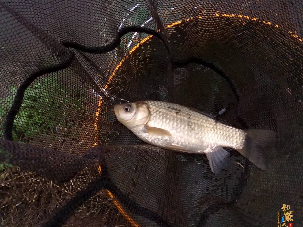 猎渔---约会红鲫 作者：钓过添情