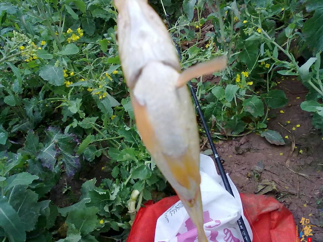 猎渔---约会红鲫 作者：钓过添情