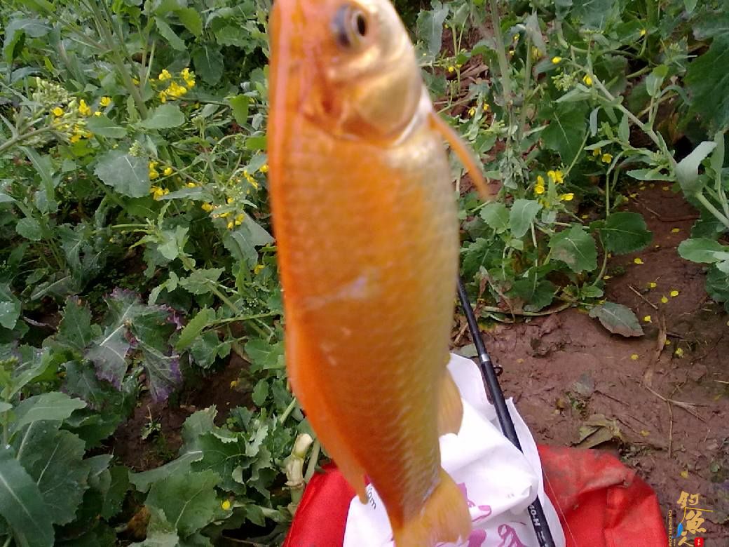 猎渔---约会红鲫 作者：钓过添情