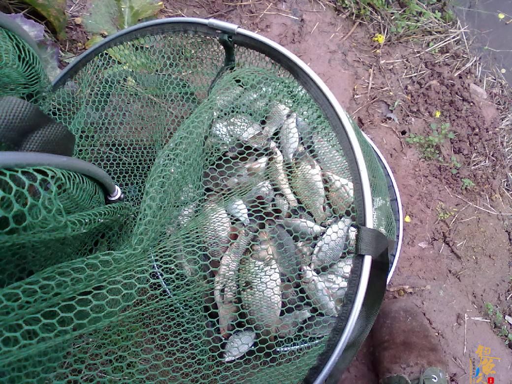 猎渔---约会红鲫 作者：钓过添情