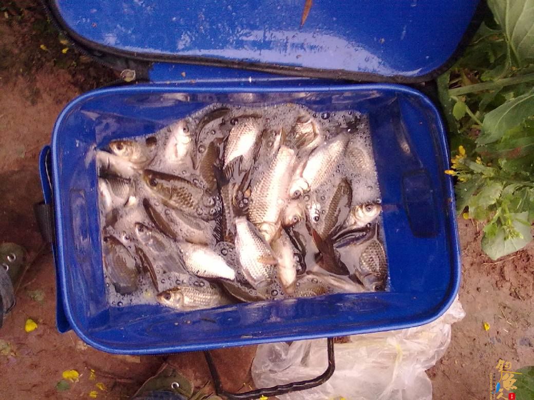 猎渔---约会红鲫 作者：钓过添情