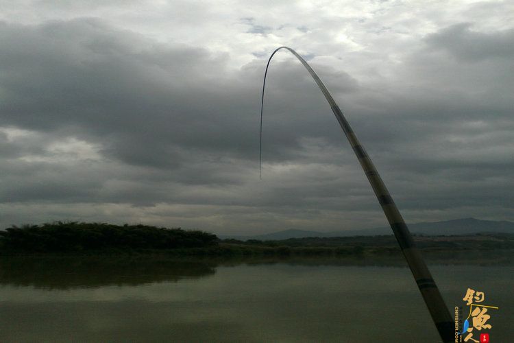 新年第一钓，得大“礼” 作者：想飞的鱼