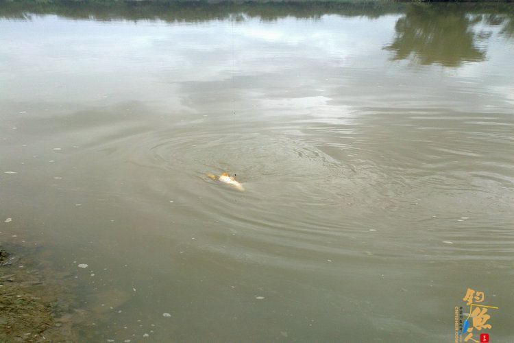 新年第一钓，得大“礼” 作者：想飞的鱼