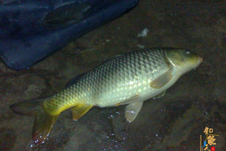 新年第一钓，得大“礼” 作者：想飞的鱼