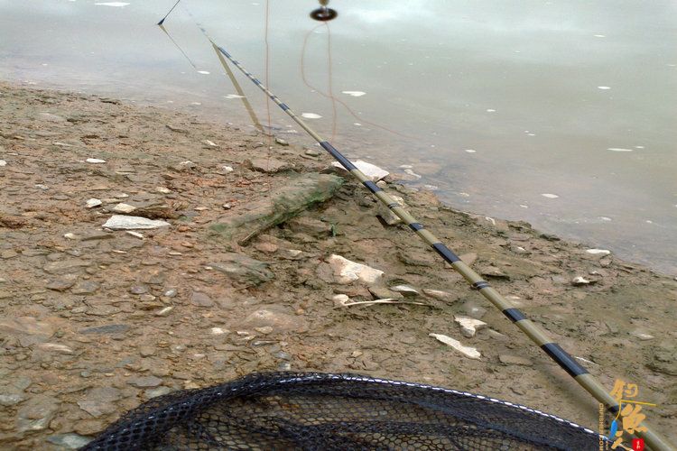 新年第一钓，得大“礼” 作者：想飞的鱼