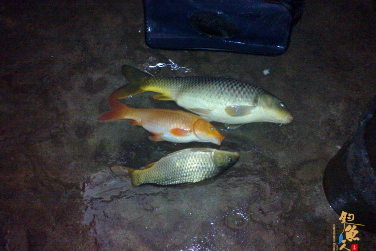 新年第一钓，得大“礼” 作者：想飞的鱼