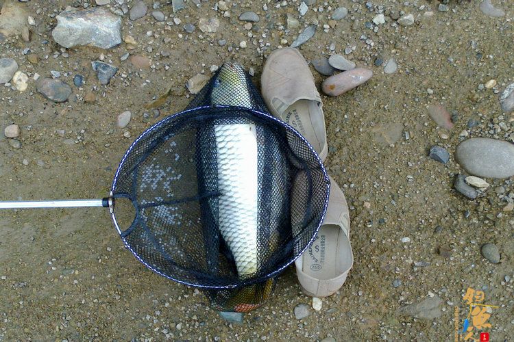 新年第一钓，得大“礼” 作者：想飞的鱼