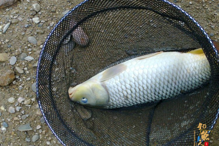 新年第一钓，得大“礼” 作者：想飞的鱼