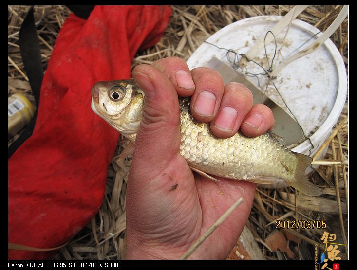 [阳春三月]早春钓鲫(三) 一地鲫毛