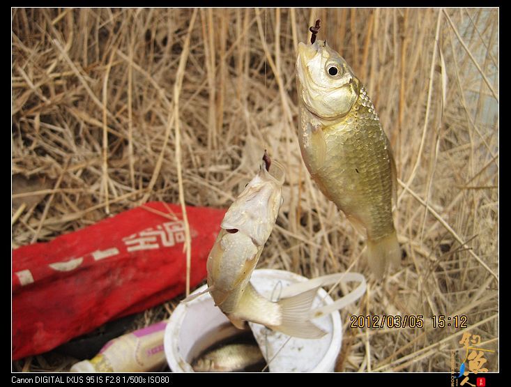 [阳春三月]早春钓鲫(三) 一地鲫毛