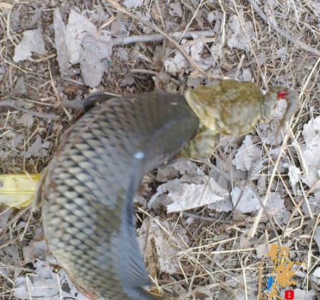 癞蛤蟆变“鱼鹰” 捕鲤鱼“陪钓”