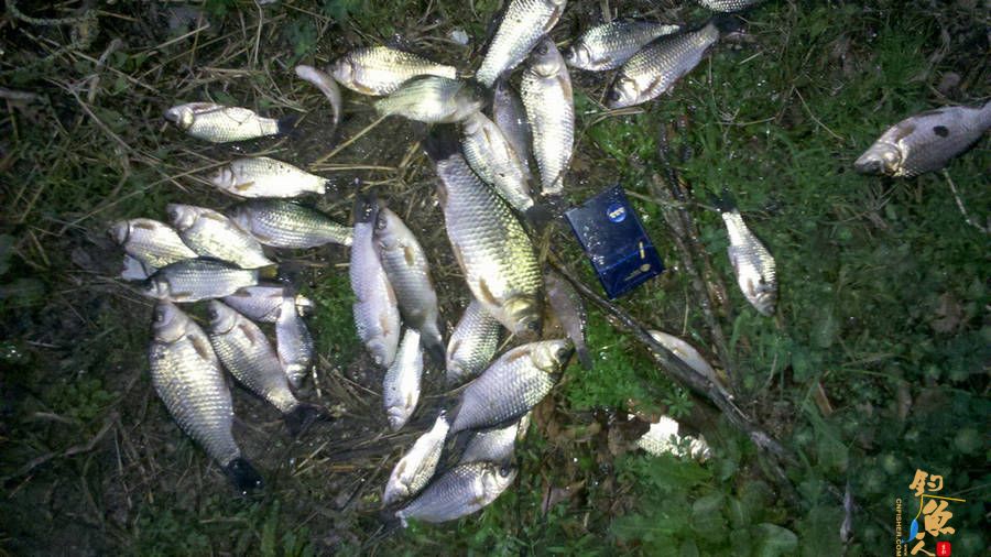 错失春鲤-有憾 浅水得鲫-小爽