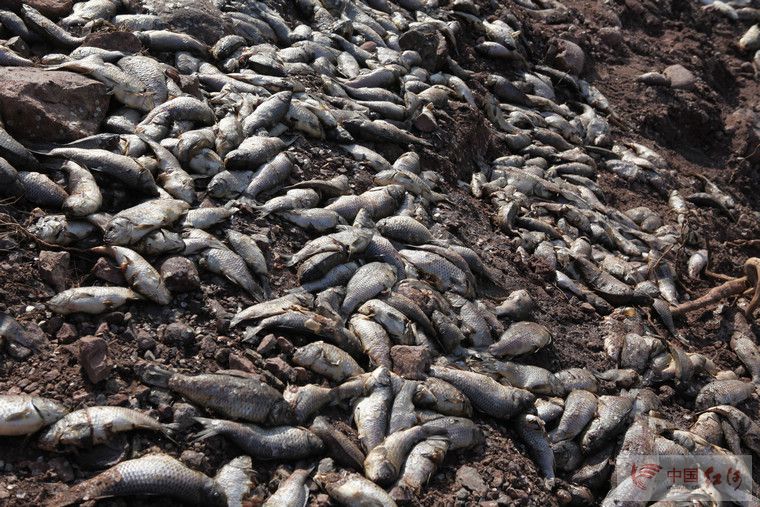 云南水环境，关注马堵山水库污染系列的报道