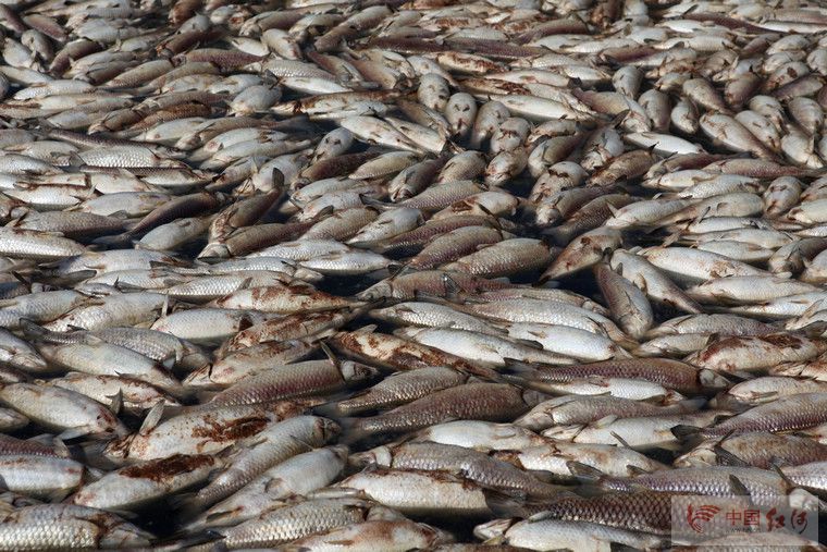 云南水环境，关注马堵山水库污染系列的报道