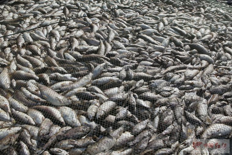 云南水环境，关注马堵山水库污染系列的报道