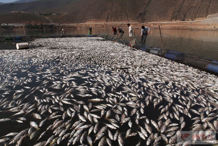 云南水环境，关注马堵山水库污染系列的报道