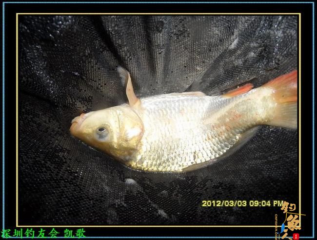 2012013 夜战鬼塘 老张解毒