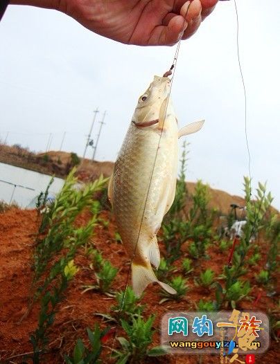 上次神秘钓点探路跟踪报道3月9日_海杆串钩上鲫鱼 作者：din100　