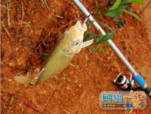 上次神秘钓点探路跟踪报道3月9日_海杆串钩上鲫鱼 作者：din100　