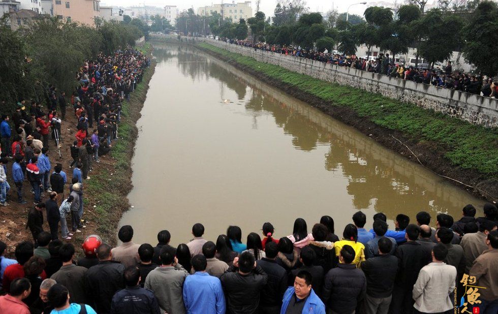 广东内河现罕见中华白海豚 图