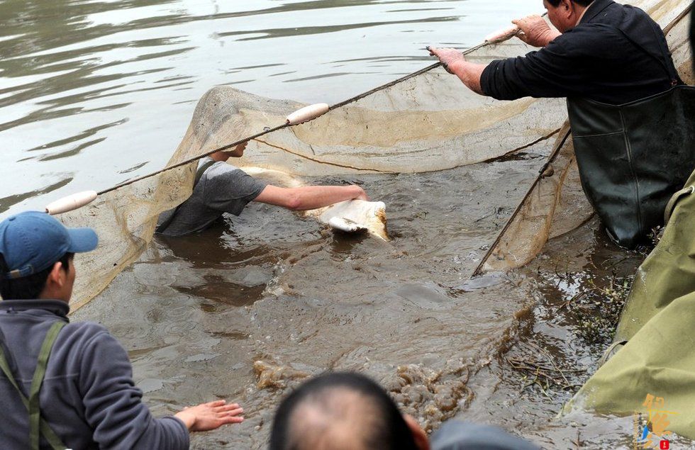 广东内河现罕见中华白海豚 图