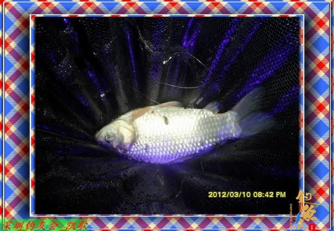 2012014 丸九打窝 鱼获不多 BY paeanism