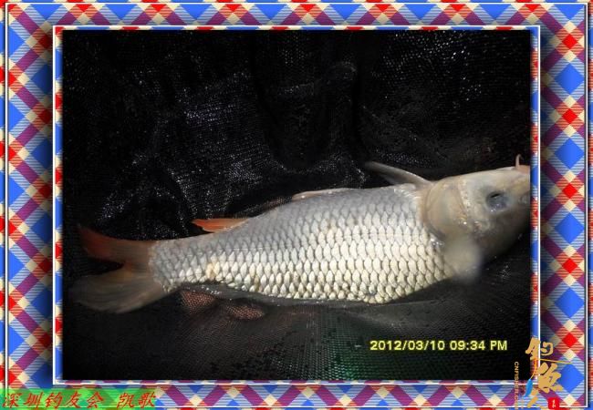 2012014 丸九打窝 鱼获不多 BY paeanism