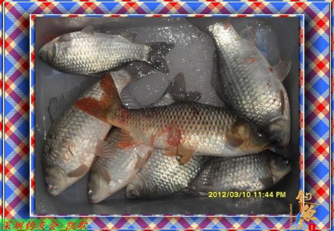 2012014 丸九打窝 鱼获不多 BY paeanism