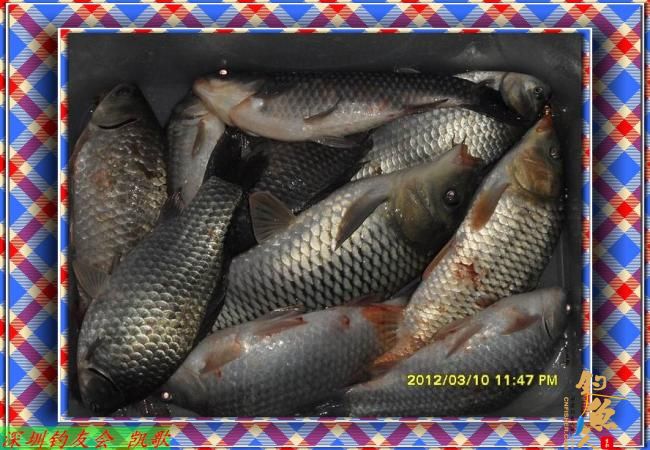 2012014 丸九打窝 鱼获不多 BY paeanism