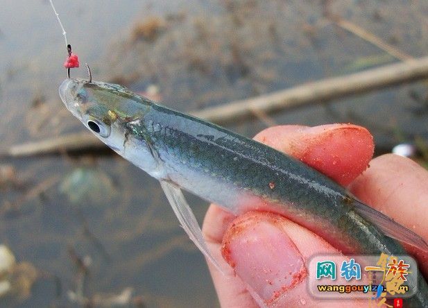 3月10日抽白条汇报,发现新物种求专家鉴定 作者:din100