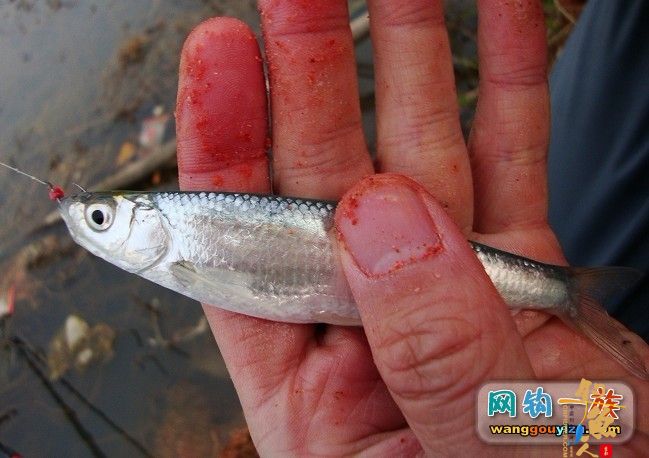 3月10日抽白条汇报,发现新物种求专家鉴定 作者:din100