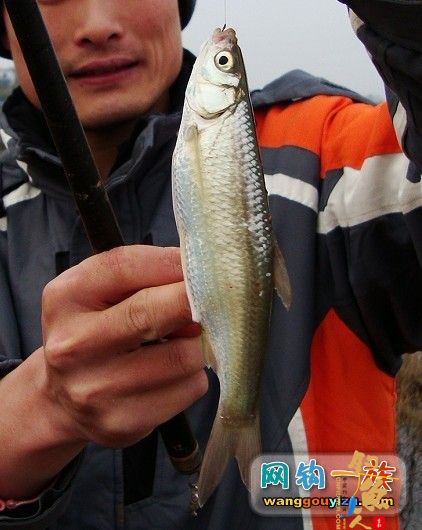 3月10日抽白条汇报,发现新物种求专家鉴定 作者:din100