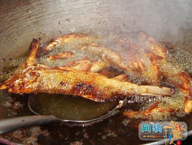 3月10日抽白条汇报,发现新物种求专家鉴定 作者:din100