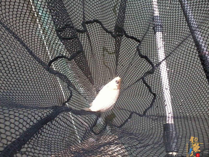 钓鱼系列之小丰收 作者:渔之梦