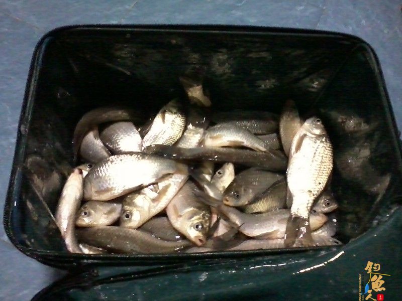 钓鱼系列之小丰收 作者:渔之梦