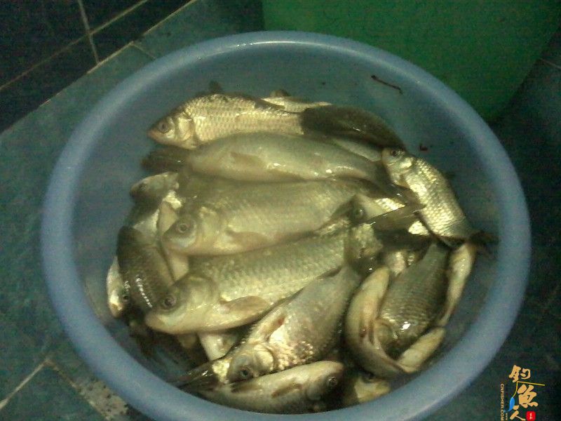 钓鱼系列之小丰收 作者:渔之梦