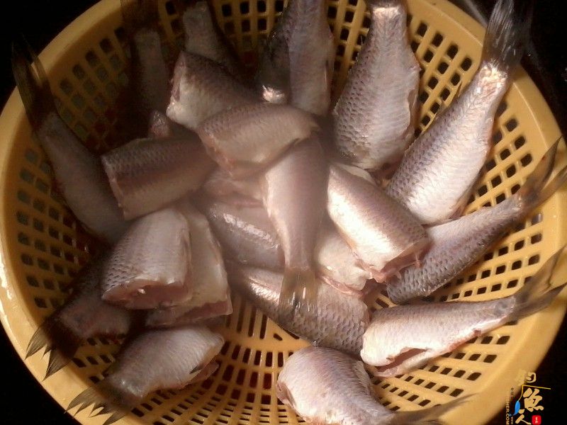 钓鱼系列之小丰收 作者:渔之梦