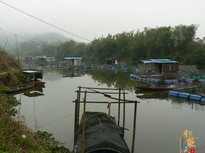 思良江钓记 作者:无敌钓鱼佬