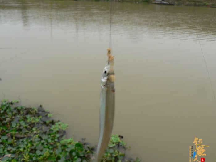 思良江钓记 作者:无敌钓鱼佬