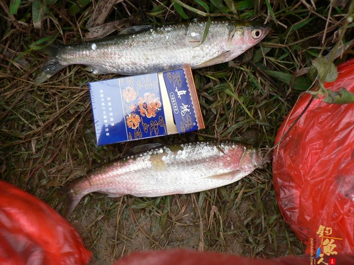 思良江钓记 作者:无敌钓鱼佬