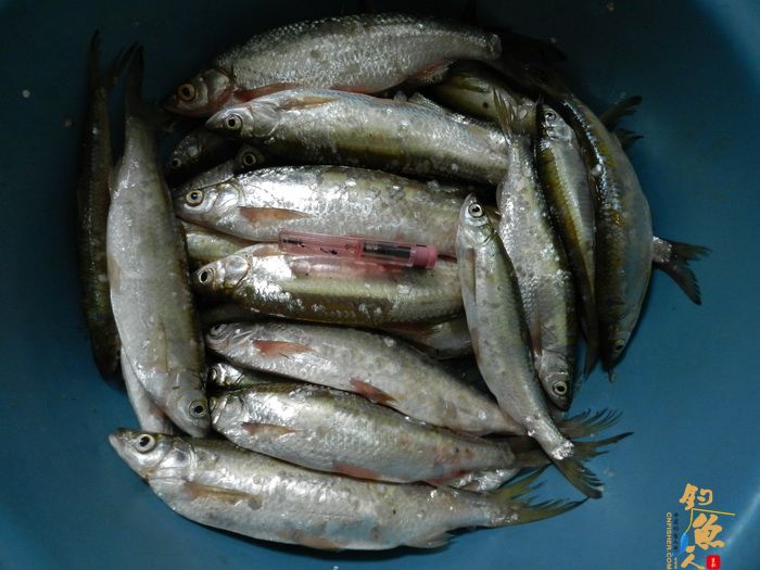 思良江钓记 作者:无敌钓鱼佬