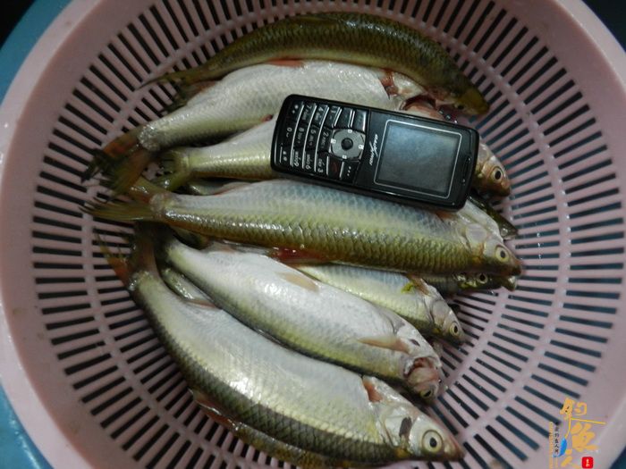 思良江钓记 作者:无敌钓鱼佬