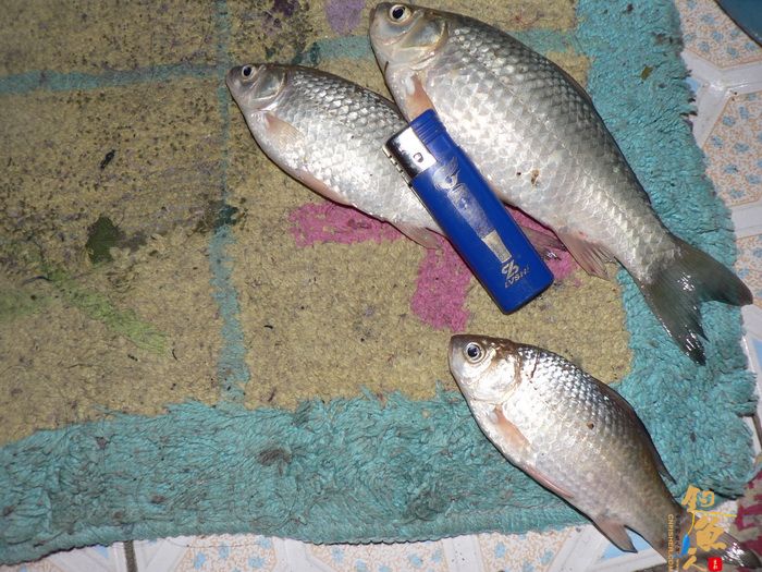 思良江钓记 作者:无敌钓鱼佬